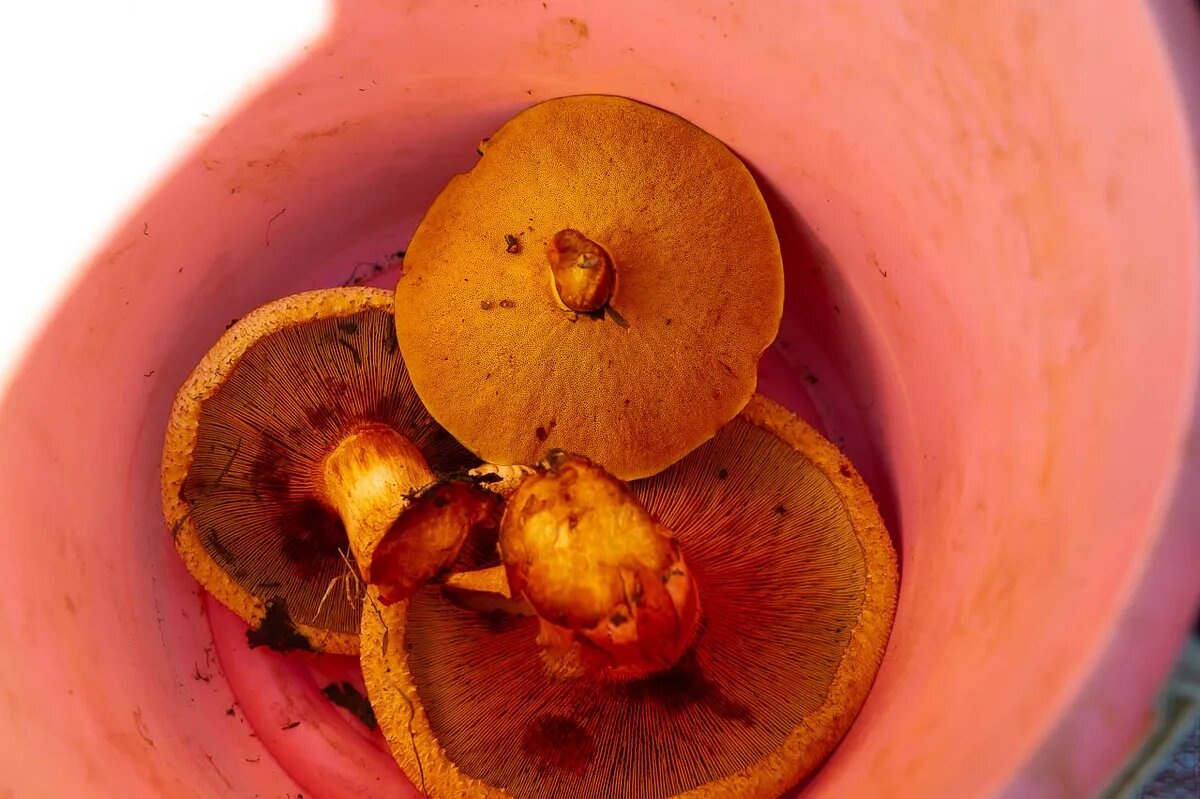 Фото: Андрей Ткаченко