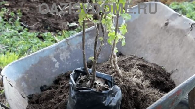 На фото саженец с закрытой корневой системой