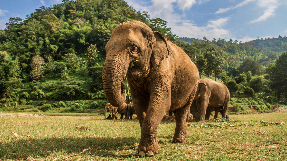     Фото: Oriol Querol/Shutterstock/FOTODOM С возрастом поведение слонов меняется, и животные становятся терпеливыми «патриархами», решительными «лидерами» или откровенными «одиночками»