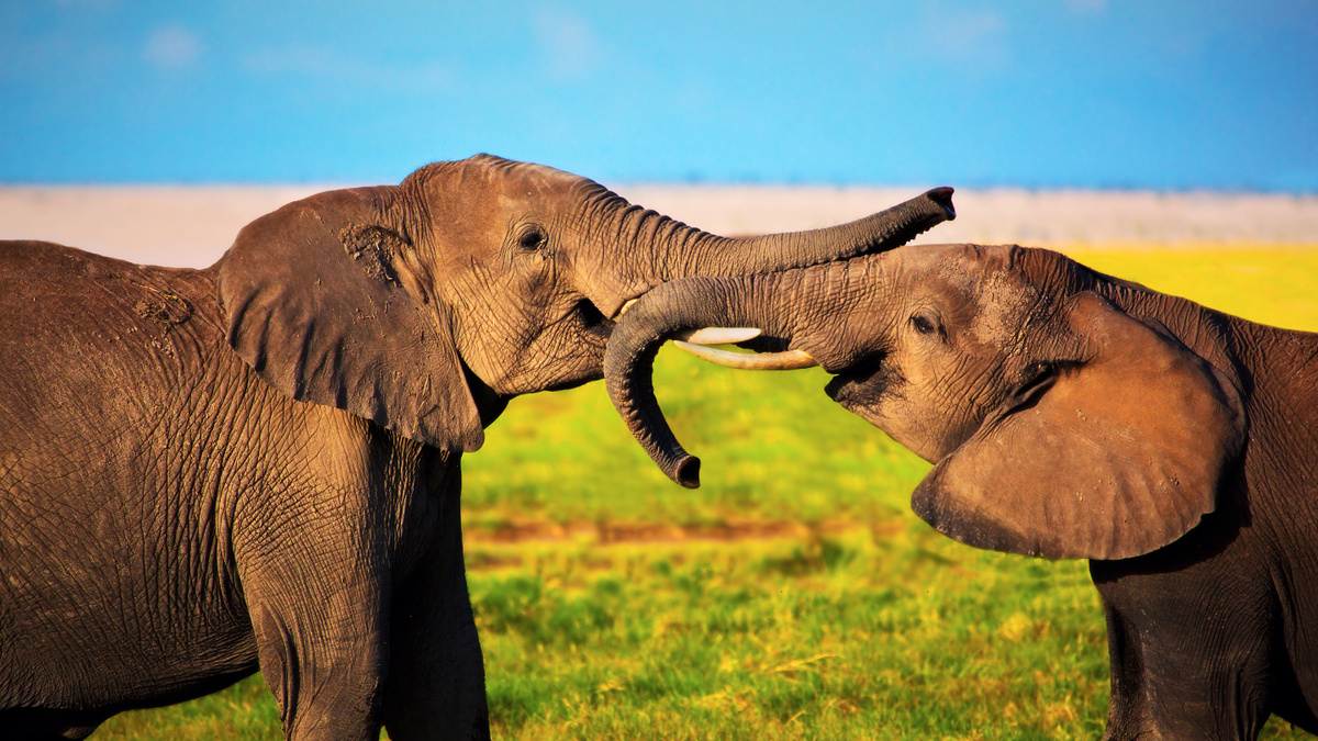     Фото: PHOTOCREO Michal Bednarek/Shutterstock/FOTODOM Наиболее социально успешными и влиятельными являются слоны, которые умеют находить баланс между агрессией и дружелюбием
