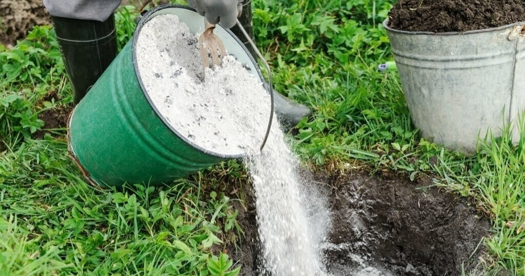 Древесная зола — обязательное удобрение в августе и вот почему