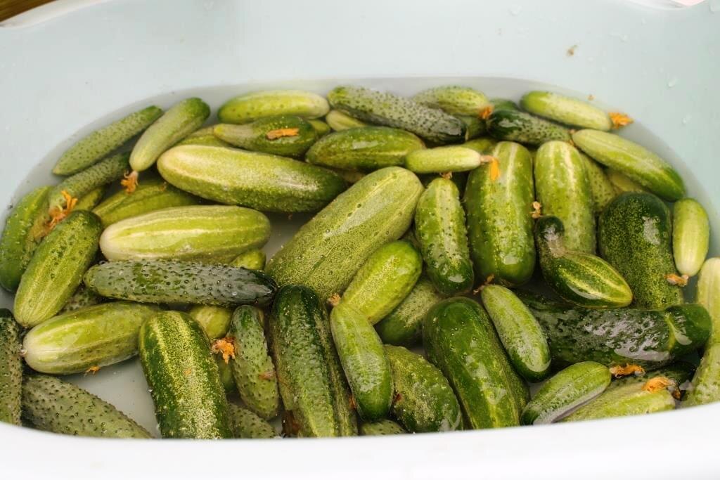 Под конец сезона огурцы срываем самые разные и не идеальной формы...