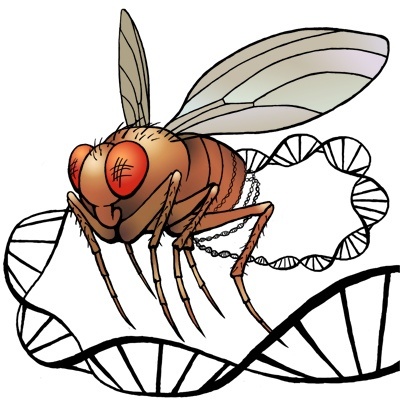    Дрозофилы: мелочь, а неприятно