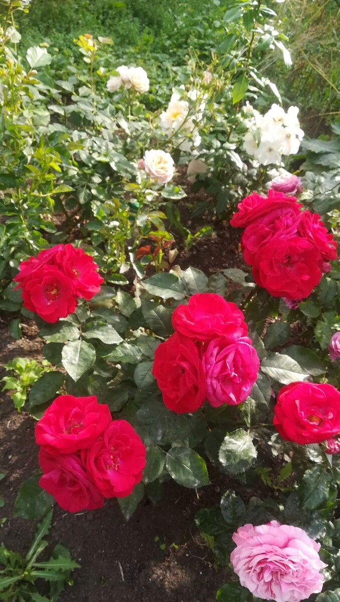 Нина Вейбул 