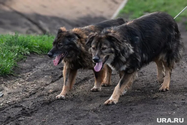 Злые собаки довели жительницу Нового Уренгоя до проблем с психикой. Фото: Илья Московец © URA.RU