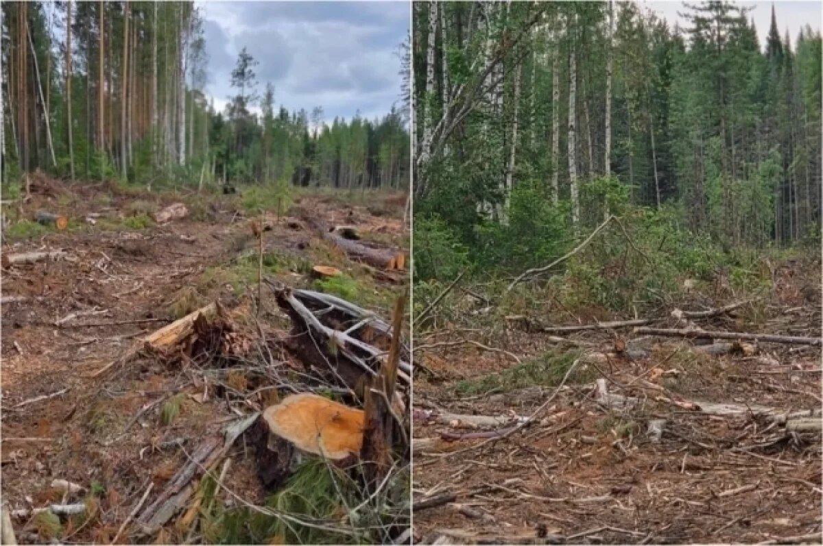    Томская прокуратура добилась компенсации за вырубленный лес