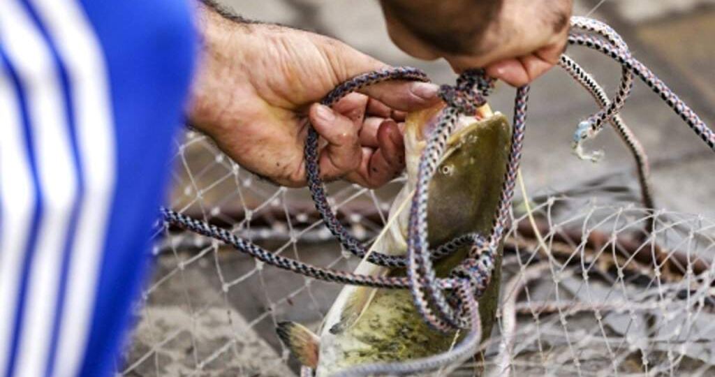 За карася — 500 рублей, за сома — 30 тысяч: рыбакам рассказали, почему будут сурово штрафовать даже за мелкий улов