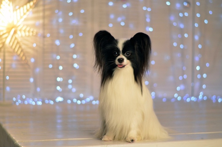 Месье Пьер готов к выходу в свет.