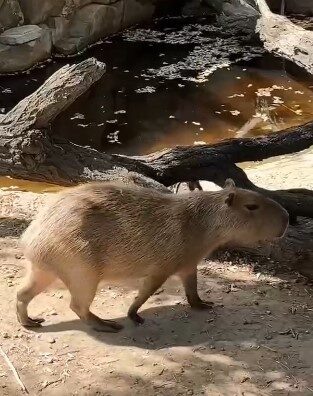   капибара Каролина временно переехала в Ростовский зоопарк // фото: пресс-служба Южного парка "Малинки"