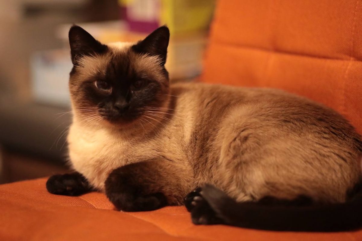    В этот день не стоит заводить котенка