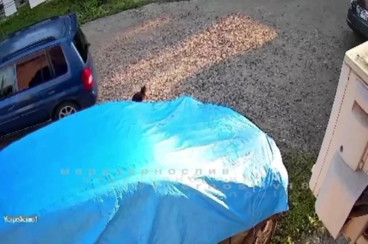    Свидетелем случившегося стала камера видеонаблюдения, установленная на здании