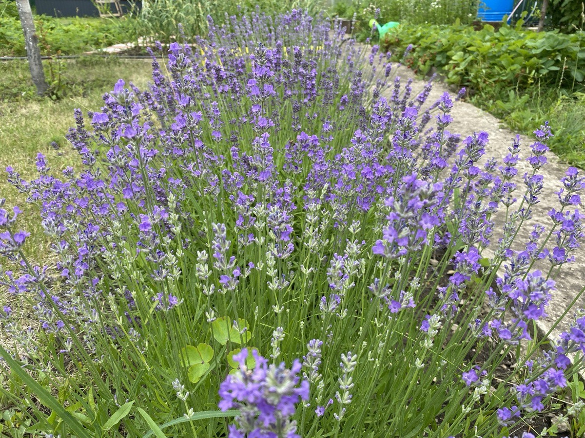 хочу такую лавандовую дорожку продлить по всей даче