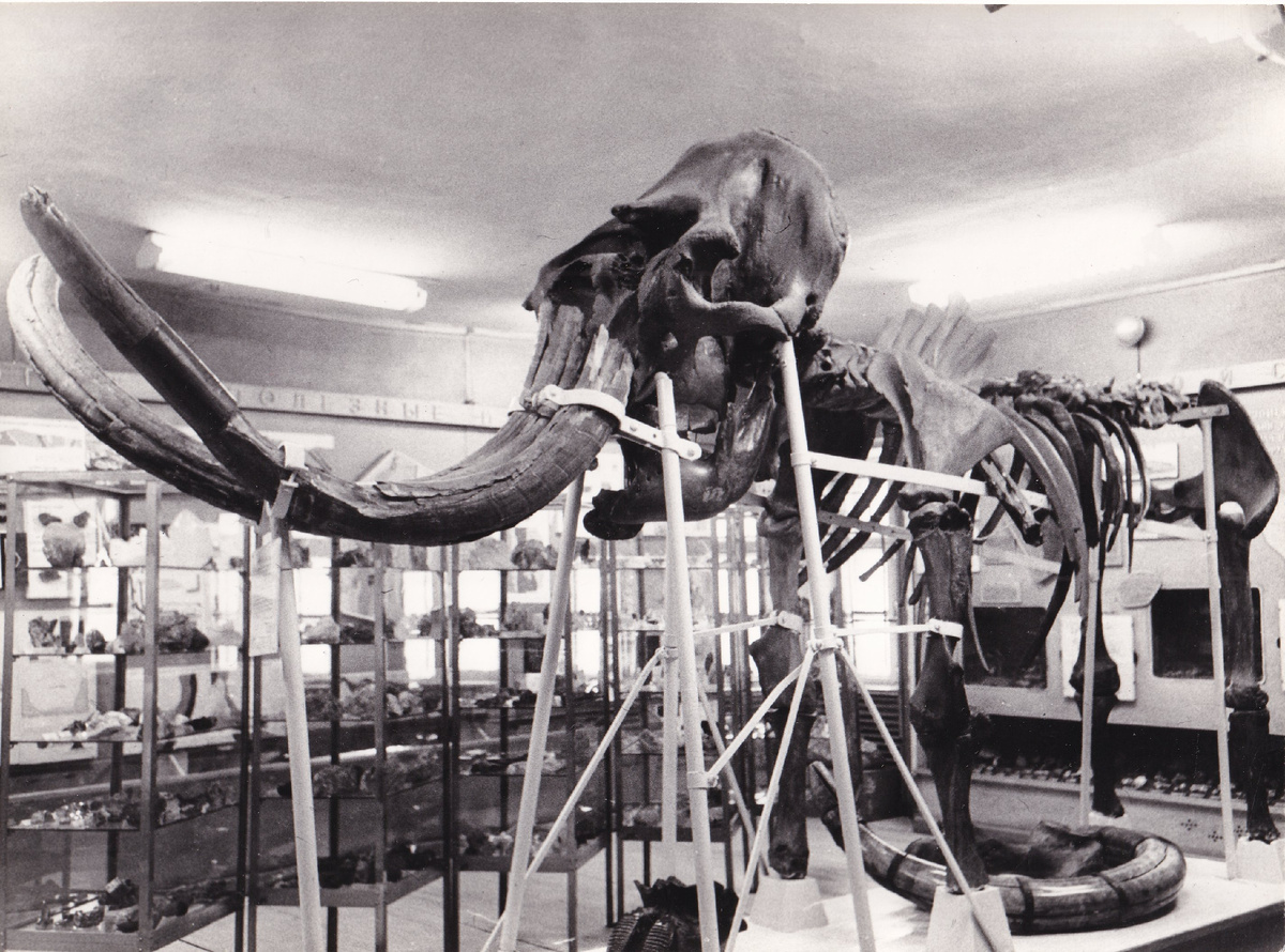 Отдел природы. Скелет мамонта, 1927 г.