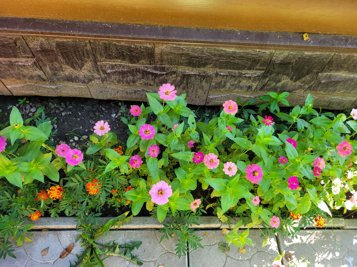 Внизу бархатцы, а другие как называются?