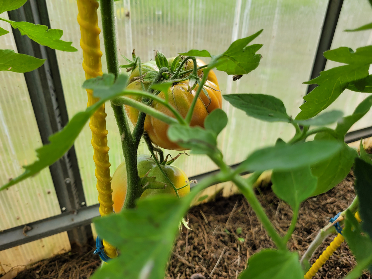 Начали краснеть томаты