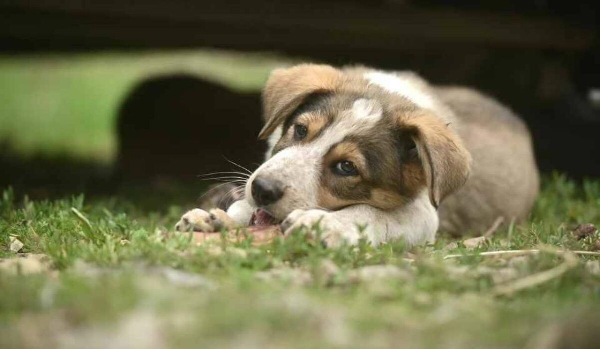     Собачка. Источник: kp.ru Автор фото: Алексей Булатов