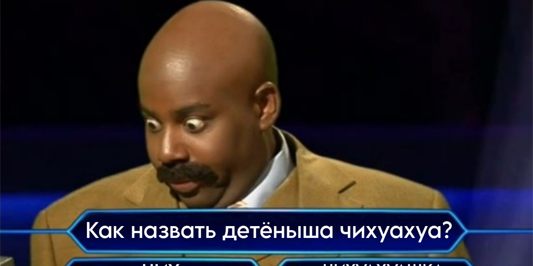 Как назвать детёныша чихуахуа?