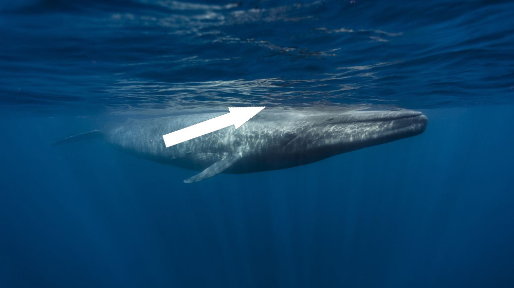    Настоящая правда о молчании голубых китов у берегов Калифорнии
