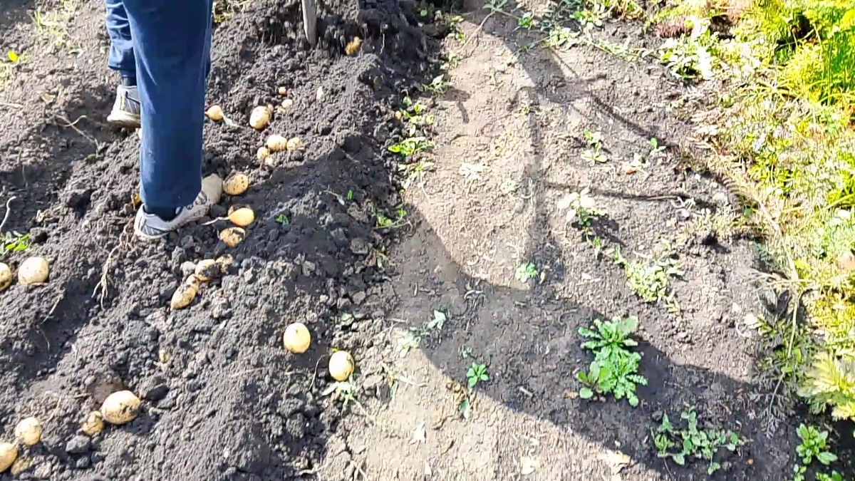 Выкапыаем картошку 