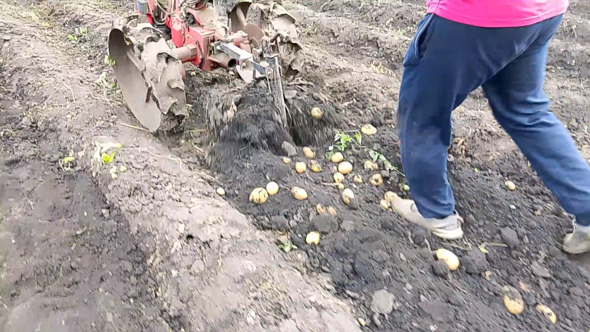 Копани с помощью мотоблока 