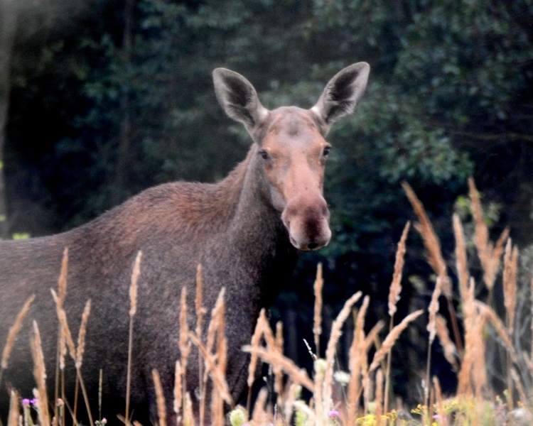     Курянка встретила семейство "лесных гигантов"