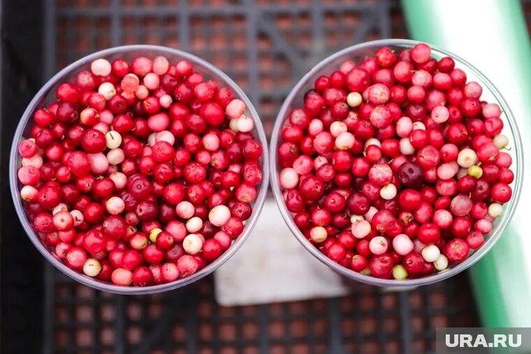 Ягодами уже начали торговать на уличных рынках. Фото: Размик Закарян © URA.RU