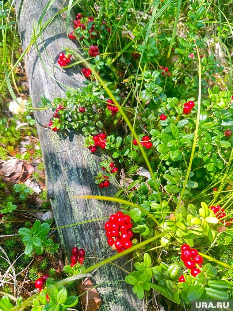 Уральцы уверяют, что брусники в лесах уже много... Фото: группа «Уральский ЯжеГРИБНИК» во «ВКонтакте»