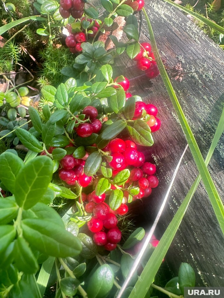 ...и она очень крупная. Фото: группа «Уральский ЯжеГРИБНИК» во «ВКонтакте»