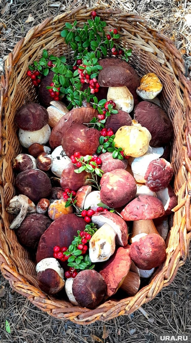 Свердловчане приносят домой дары леса полными корзинами. Фото: группа «Уральский ЯжеГРИБНИК» во «ВКонтакте»