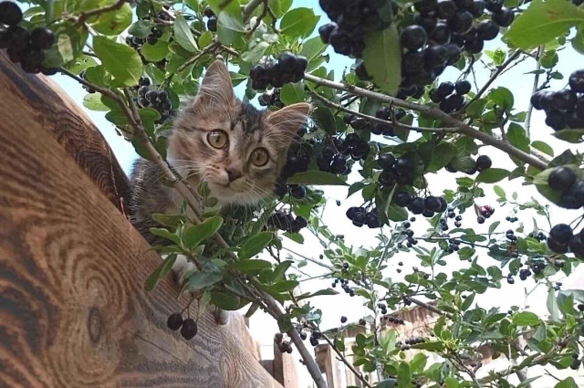    День без осадков прогнозируют жителям Псковской области 14 августа