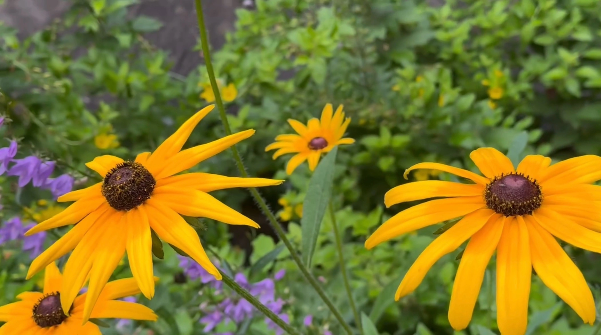 Сад монахини весь в цвету, хотя монахиня там уже не живет. Фото из архива автора 