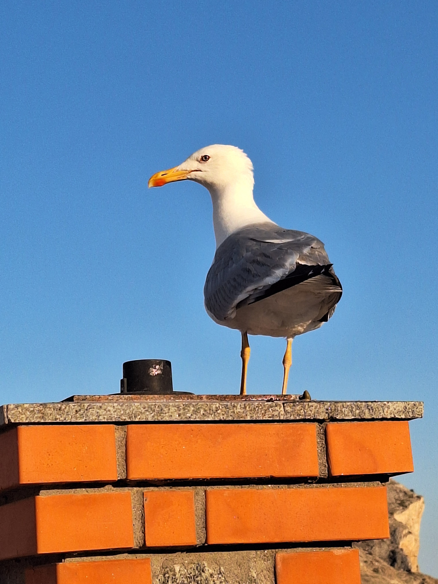 Крымская чайка Larus argentatus