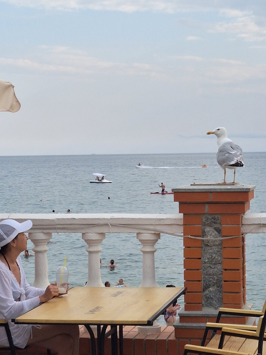 Крымская чайка, Larus argentatus