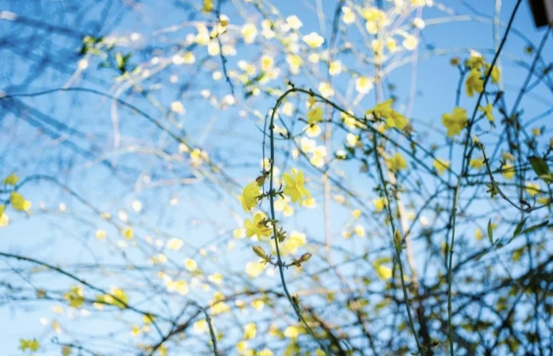 ВЕСЕННИИ ЗАРИСОВКИ.