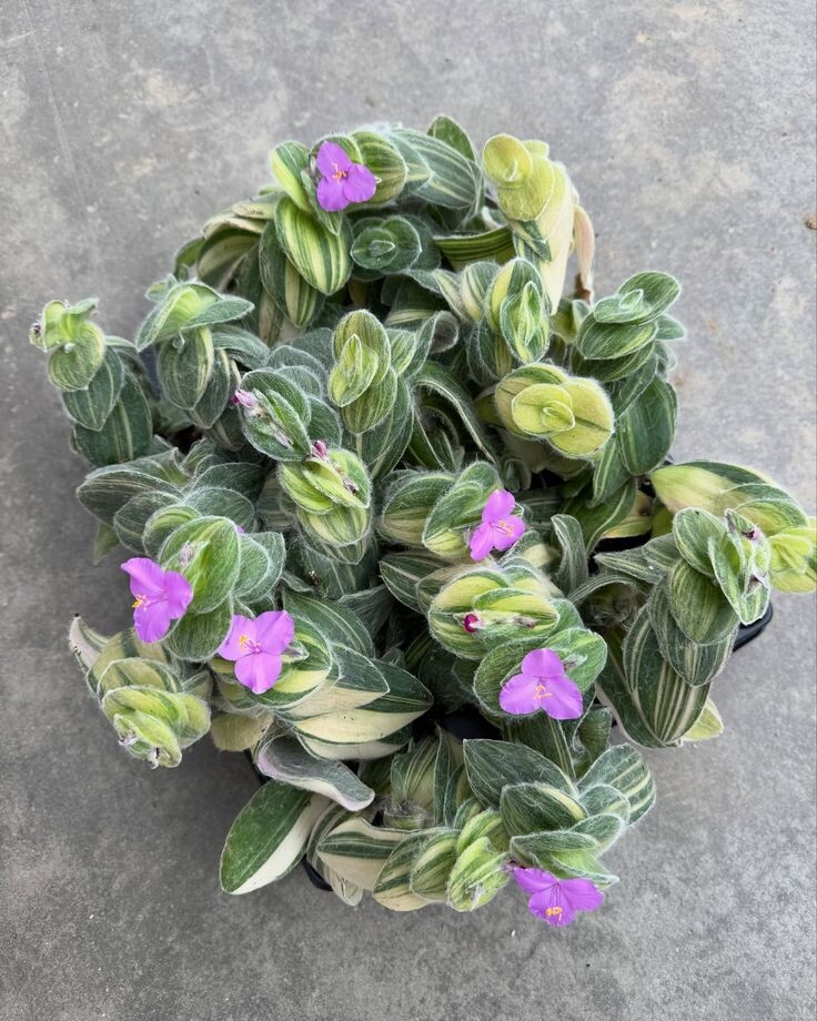 Традесканция силламонтана. Источник фото Pinterest