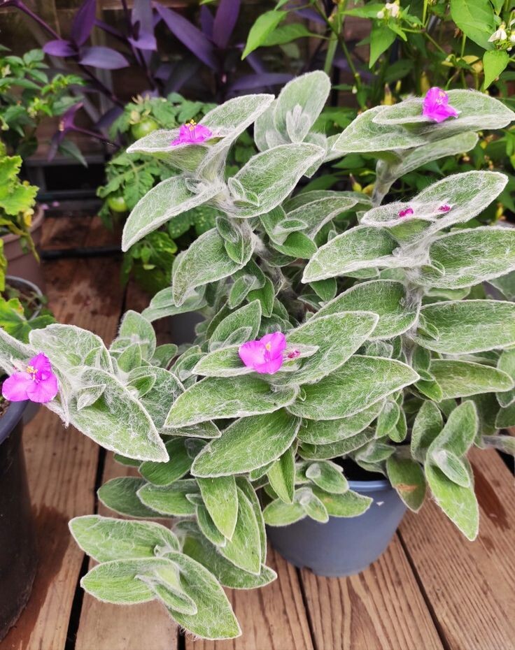 Традесканция силламонтана. Источник фото Pinterest