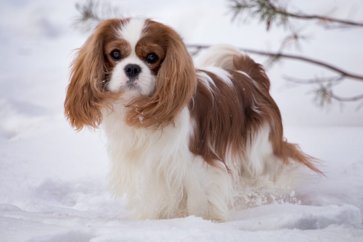 Маленький лорд, сэр Арчибальд.