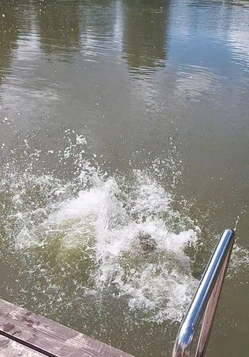 Деть нырнул.