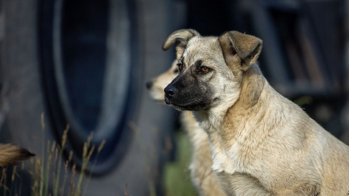    Фото: Федор Воронов / «Ямал-Медиа»