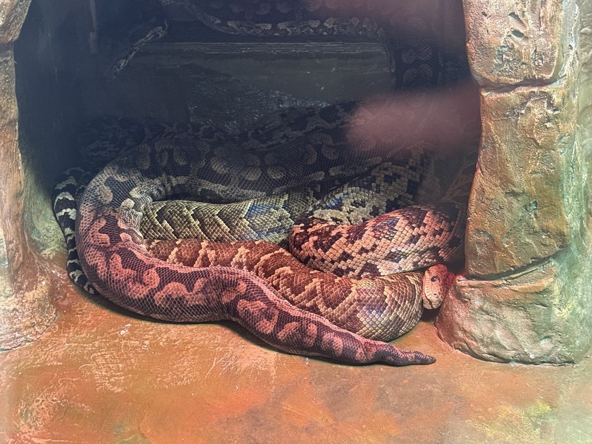 Несколько фото из павильона с рептилиями 