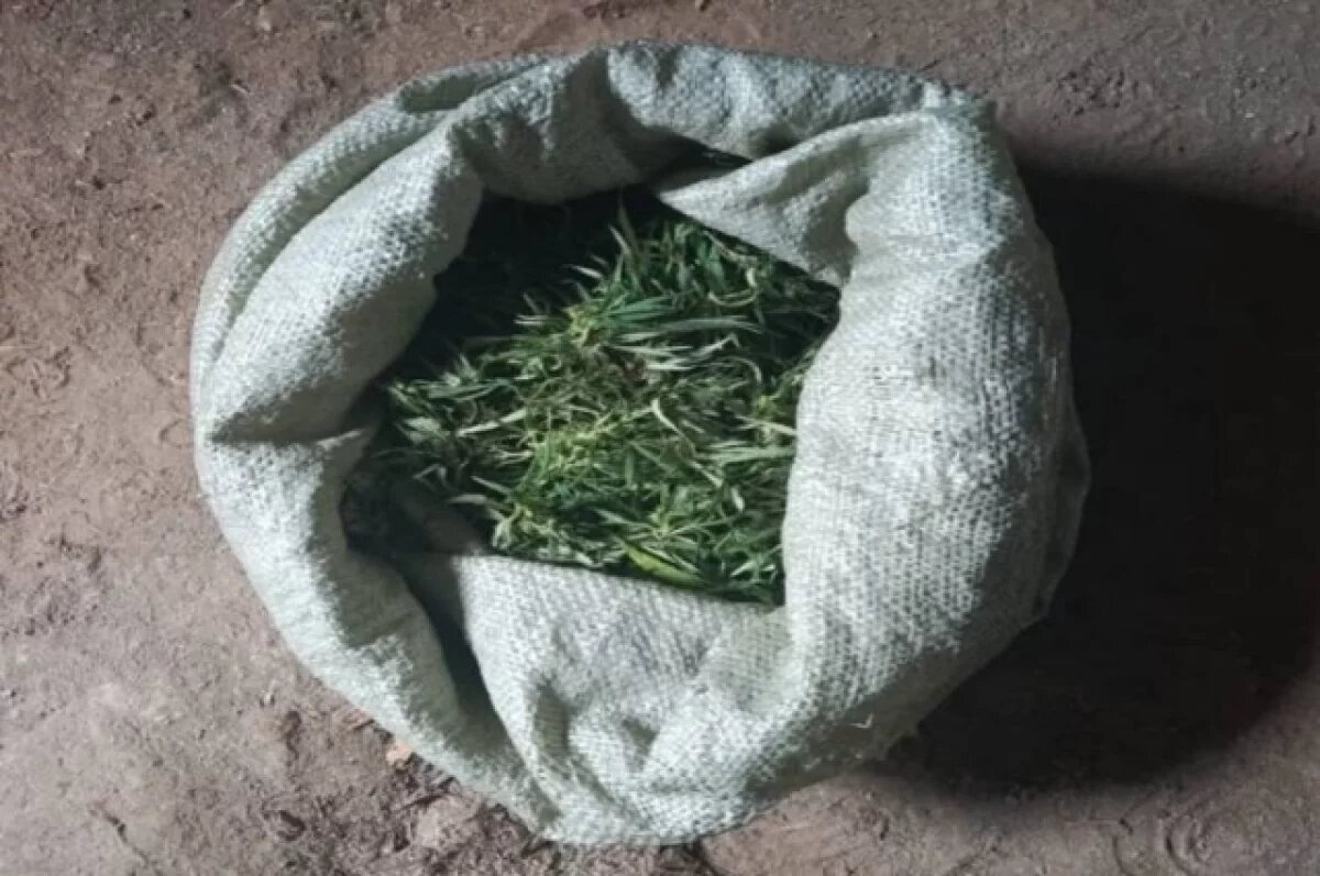    Полицейские обнаружили у астраханца в сарае крупную партию каннабиса
