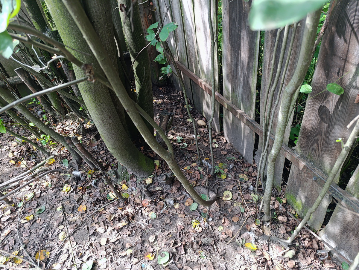 Ирга и яйцо