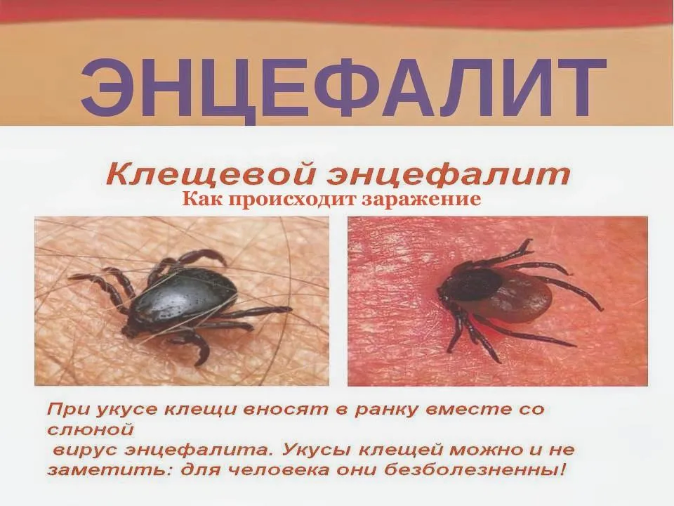 Фото: dez-delo.ru