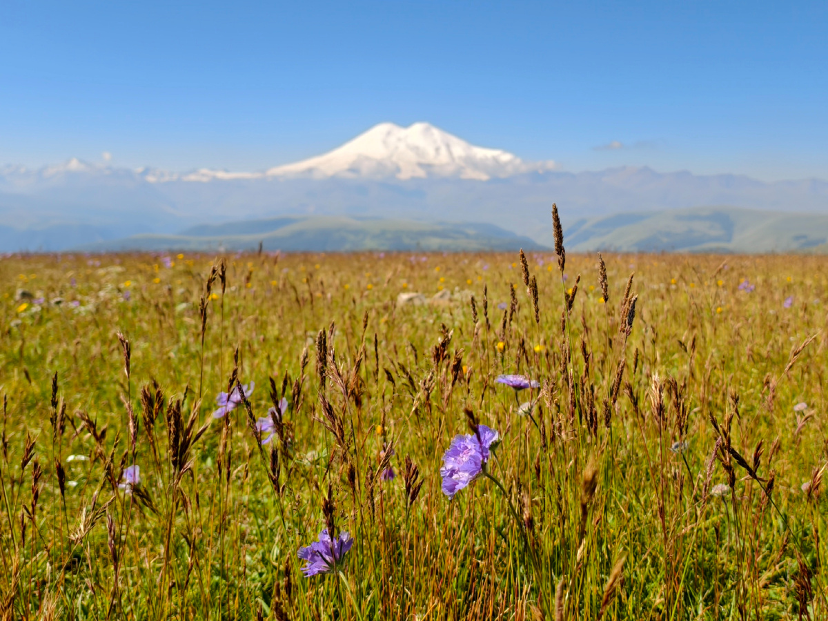 Альпийские луга на фоне Эльбруса