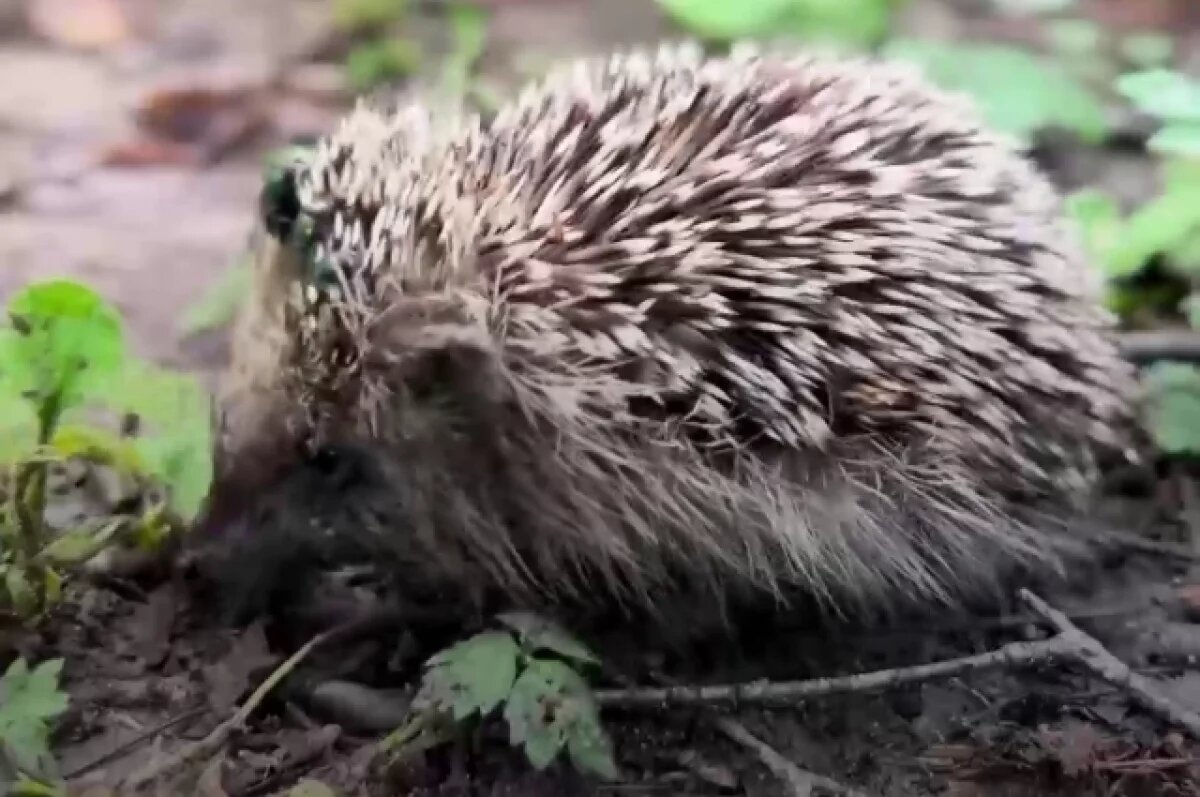    В Калужской области открылась новая экотропа