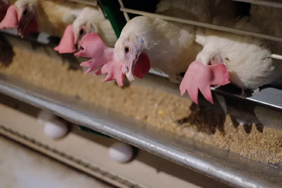    Фото: Николай Хижняк, источник: РИА Новости