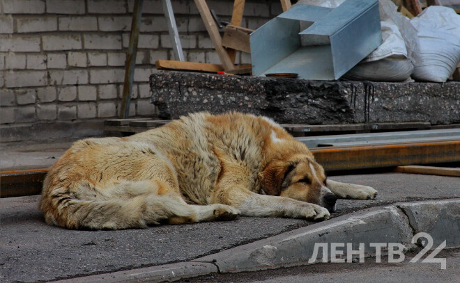    © Анастасия Илюшина / ЛенТВ24