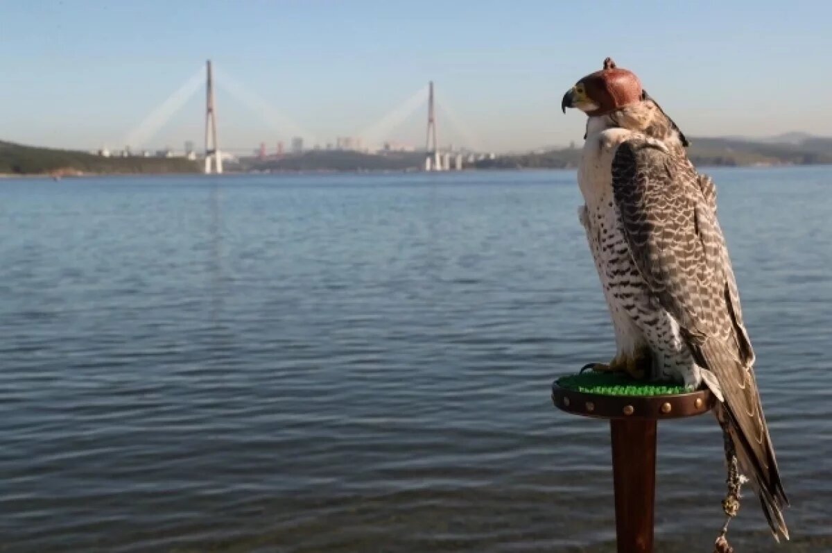    В павильоне будут демонстрироваться живые птицы в сопровождении профессиональных сокольников