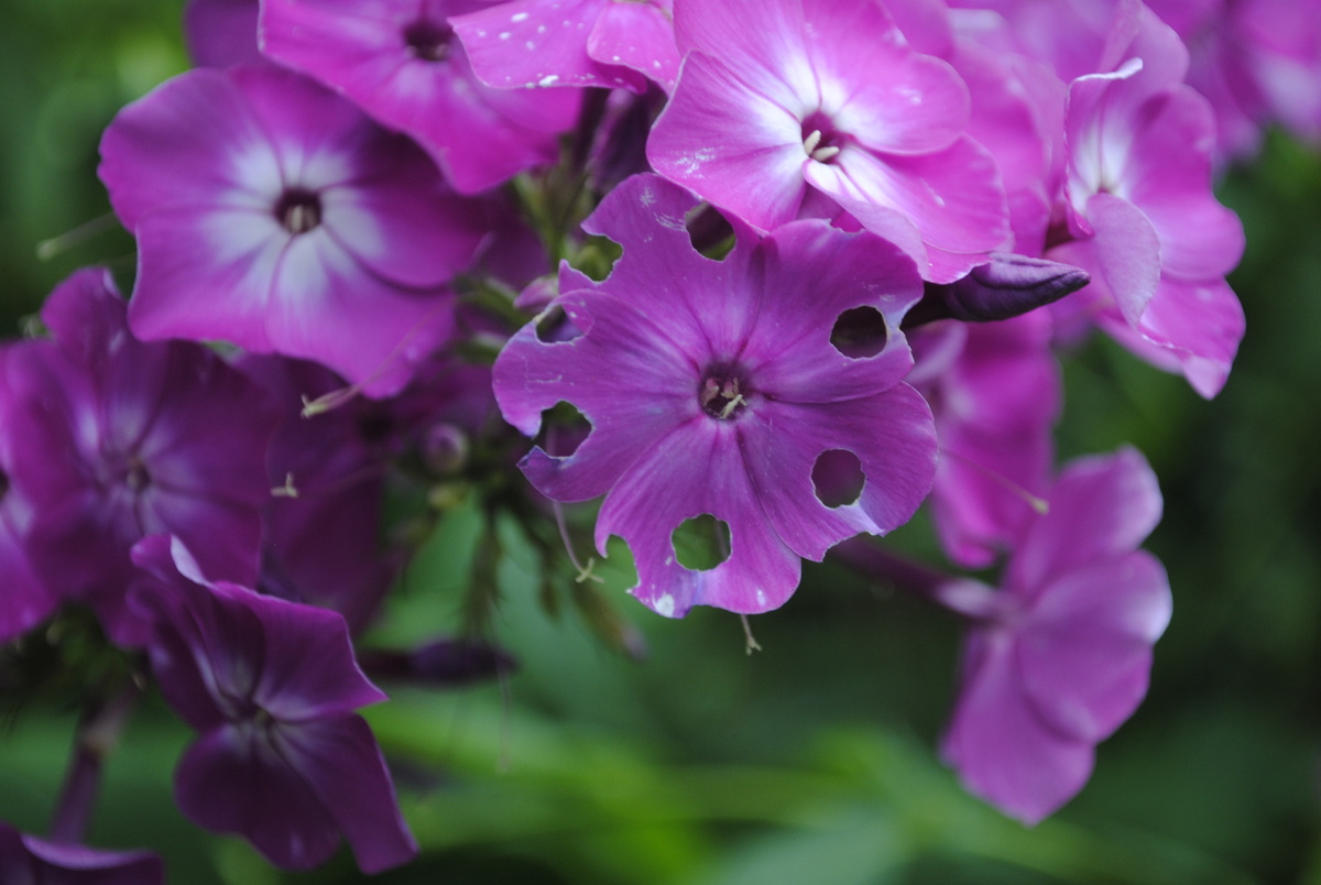 Все фотографии и цветочки мои! Но дырки не я сделала, я б так аккуратненько не смогла