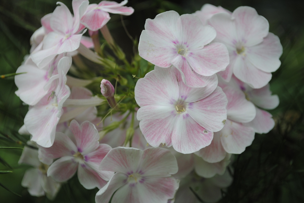 "Алиса Фрейндлих". Вот она молодец, в отличие от некоторых. Даже все её череночки выжили